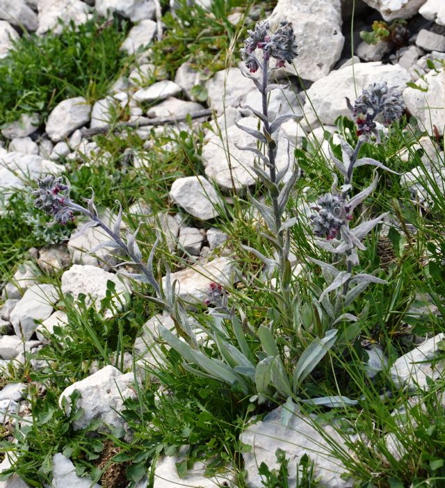 Cynoglossum magellense / Lingua di cane della Majella